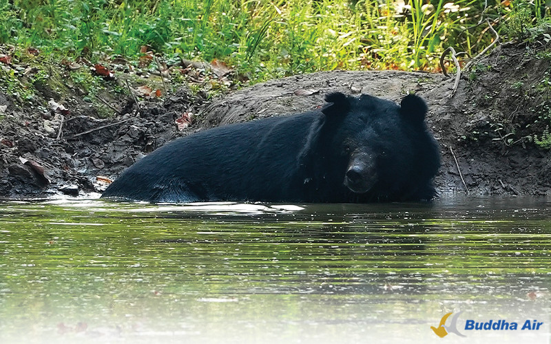 Himalayan Black Bear - Wildlife Conservation and Tourism
